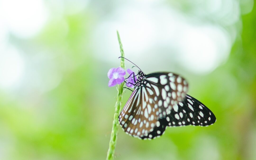 Mariposa, frescura, Atención plena, Elena Rico, Mindfulness, Asturias